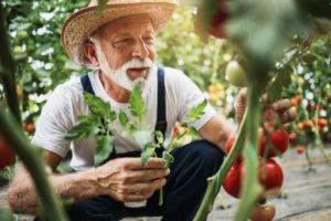 an elderly man is very proud of the tomatoes he has grown in his garden